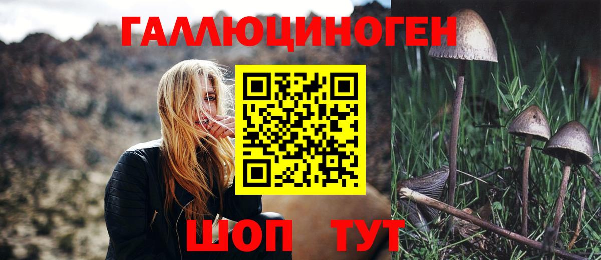 Галлюциногенные грибы Psilocybe Черняховск